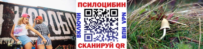 Псилоцибиновые грибы Psilocybe  Купить где  Рославль 